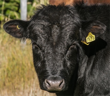 Criadero%20Pichi%20Blanco