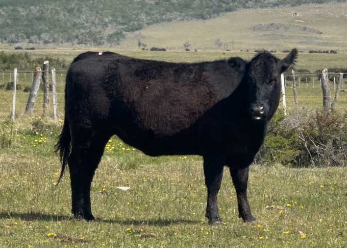 Criadero%20Pichi%20Blanco